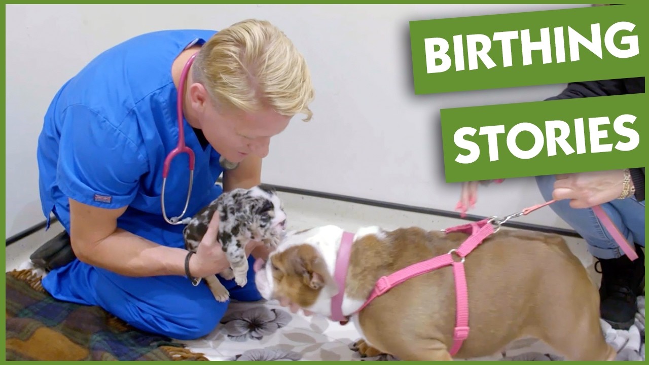 1 Hour Of Incredible Dog Births And New Life Moments | Vet On The Hill