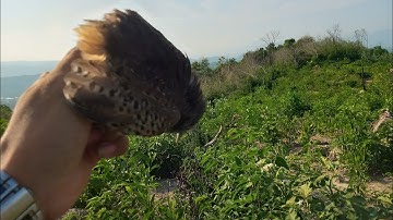 kèo bẫy cút rừng cực nhanh. tập 1