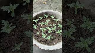 Marigold update . #shorts #trending #gardening