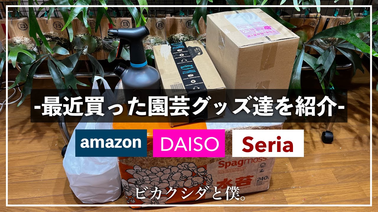 七夕セール　ビカクシダ　３種セット② 七夕セール ビカクシダ 3種セット② - メルカリ