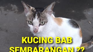 Cara Mengusir Kucing Yang Bab Pup Sembarangan Tempat ,, Sangat Mudah Dengan Cara Ini