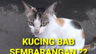 Cara Mengusir Kucing yang BAB / PUP Sembarangan Tempat ,, Sangat Mudah dengan Cara ini