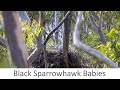 Black Sparrowhawk Babies!! Week 1.