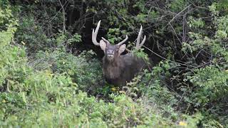 Rusa Deer hunting Illawarra - Stack Images