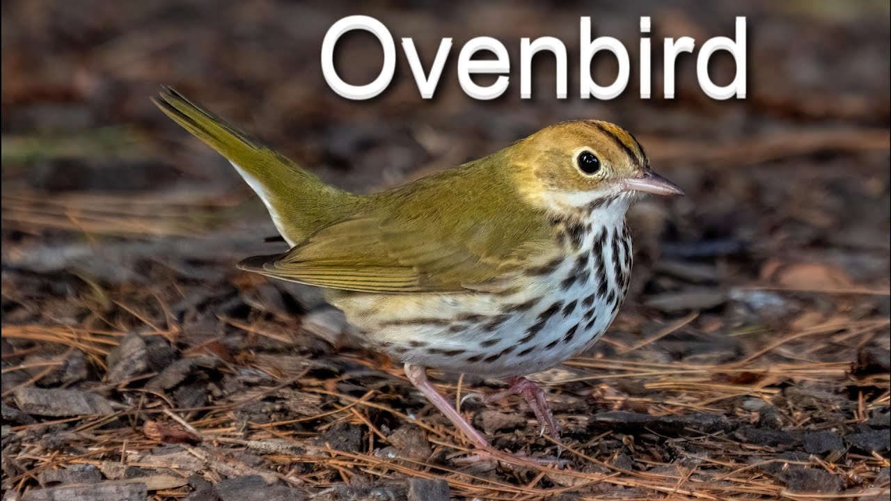 Ovenbird - A Bird You Should Know - YouTube