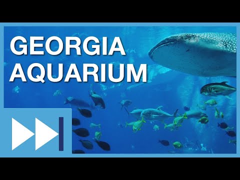 Jobs at the World's Largest Aquarium: Georgia Aquarium | Fast Forward