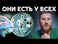 ОНИ ЕСТЬ У ВСЕХ - Кандиды. Как избавиться от молочницы?