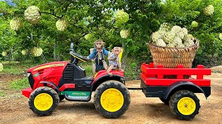 Bim Bim and baby monkey Obi help their mother to harvest custard apple at the farm