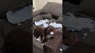 Playful Dachshund Devours Traffic Law Book