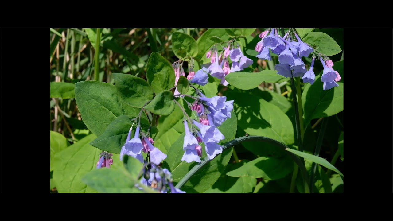 Along the River... James River Park System | Fujifilm XT2 | Sony A6000 | Cinematic Video