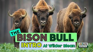 The Bison Bull Intro at Wilder Blean by Animal Educate 673 views 1 year ago 1 minute, 50 seconds