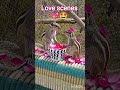love scene❤️♥️💘🥰#youtubeshorts #squirrel #gilheri #funny #trending #shorts #short#shortsfeed #viral