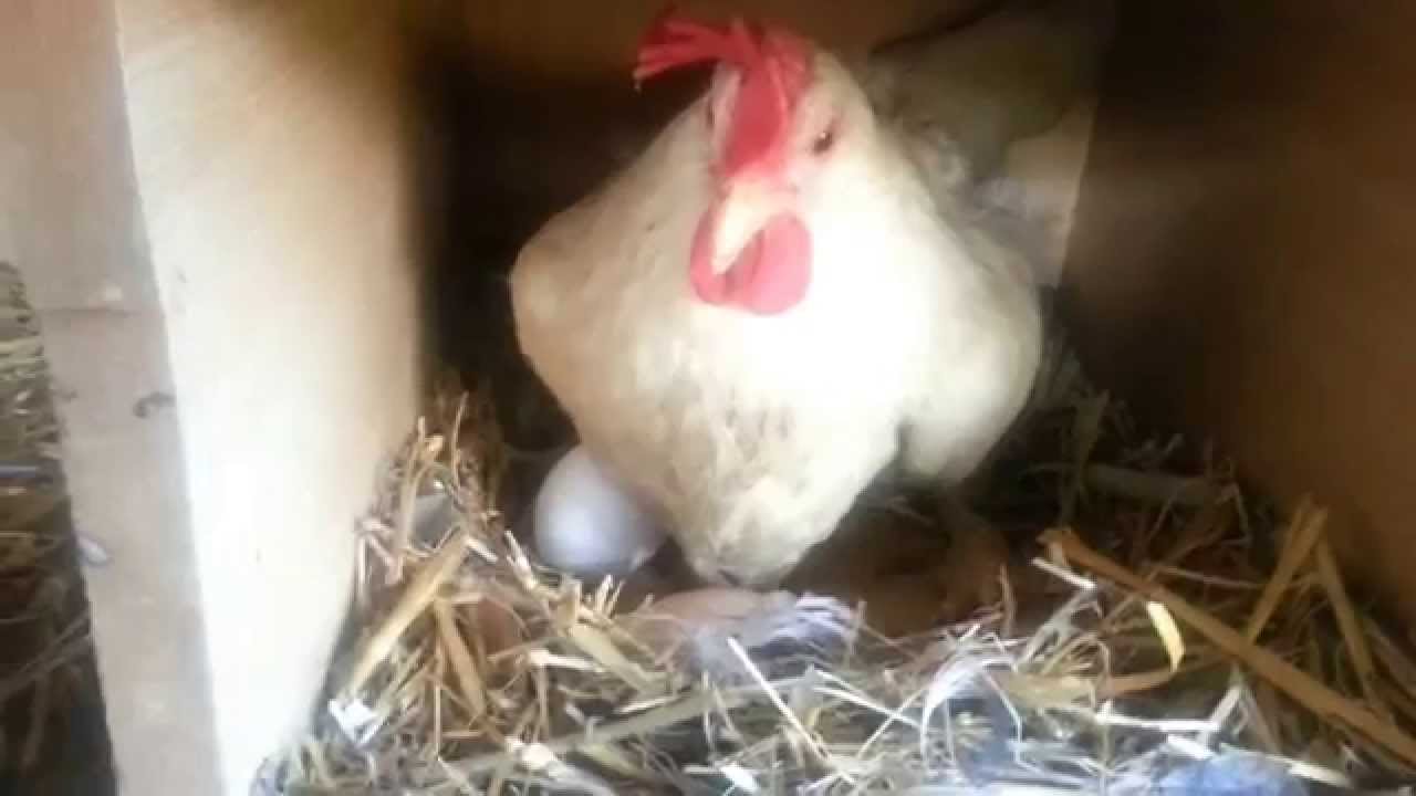Una gallina blanca pone un huevo ante la cámara - YouTube