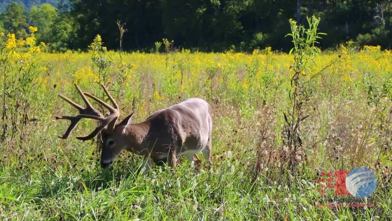 Huge Buck - Deer grazing in Cades Cove, Tennessee - YouTube - 1280 x 720 jpeg 164kB
