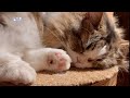 ふたりづれ(歌用カラオケです)