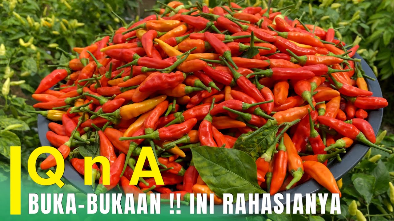 Q n A ‼️ SUKSES MENANAM CABE DIRUMAH ALA HOME TANI | Cabe Ori 212 