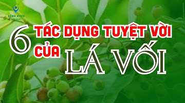 6 Tác Dụng Tuyệt Vời Của Lá Vối - Sống Khỏe Mỗi Ngày