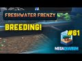 Megaquarium Vlog#61: Breeding and hybridisation!