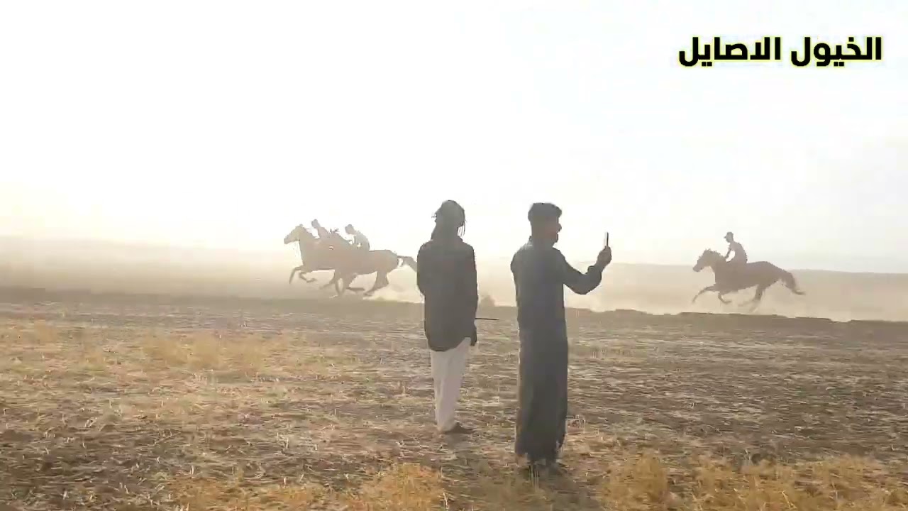 #الخيول الاصايل باشراف #المربي محمد الدواس تنقل لكم شوط مسافة ٦ كيلو في قرية الزهراء#