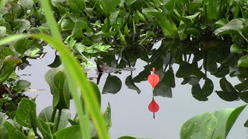 Câu Cá Sông Tự Nhiên - Cá Khủng Rít Cước Đã Tai