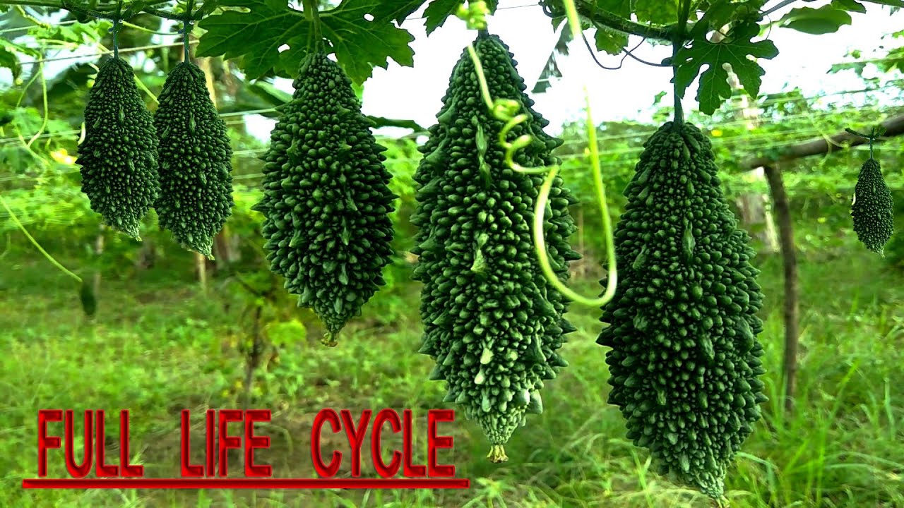 Qiz qanday qilib tampon qoyadi (porno) Qattiq becerdin bir etuk xonim