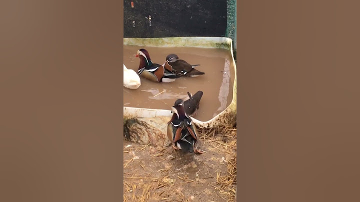 The mandarins 🦆🦆😁 #thepetempire #ducks #fyi #mandarinduck