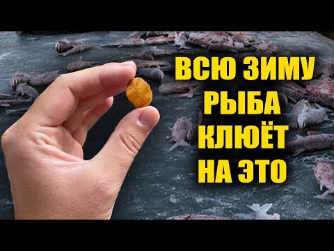 ВСЮ ЗИМУ РЫБА КЛЮЁТ НА ЭТО
