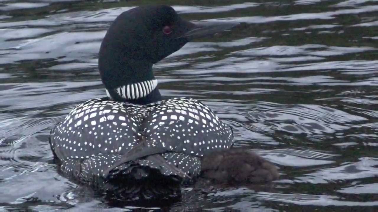 Common Loons in Minnesota - YouTube