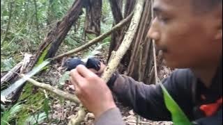 Menjerat Burung Ciung Batu di hutan