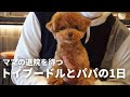 【 ママ入院中 】お留守番がんばるトイプードルが切ない🥲 / ティーカッププードル 成犬 / 東京 都内夫婦暮らし 専業主婦