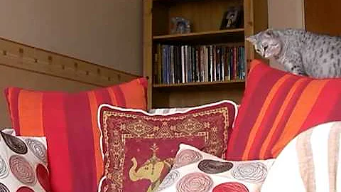 Video 11898611: egyptian mau, abyssinian