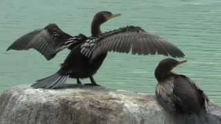⑤ Neotropic Cormorant Phalacrocorax Brasili Olivenscharbe Kormoran Cormorán