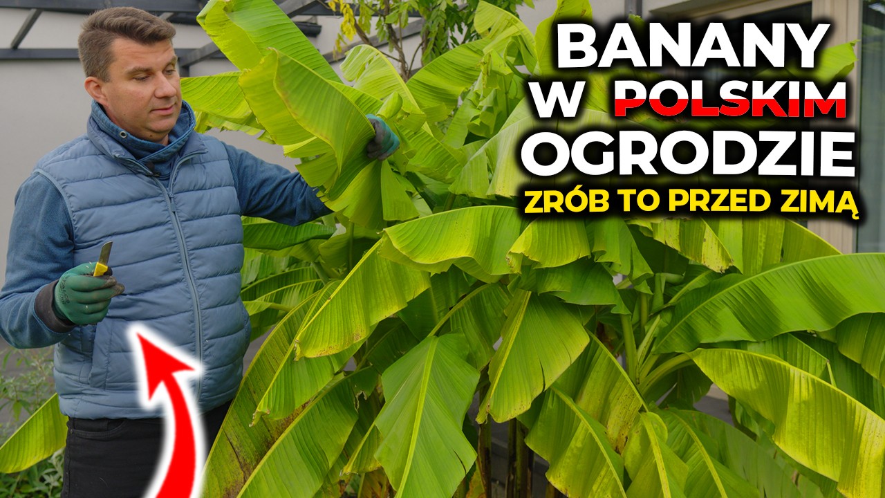 Banany w Polskim ogrodzie. Listopad w ogrodzie. #gardening #ogród