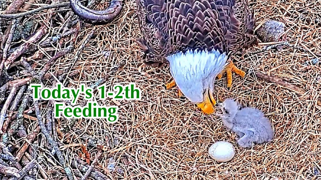 #87🦅🐥9°🥚／Duke Farms Eagle Nest 2026／Duke Mom💗Duke Dad／by Duke  Farms