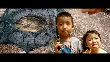 Lồng bát quái - bé bắt được cá rô phi bằng lồng bát quái - Giải trí nhỏ - kênh em bé