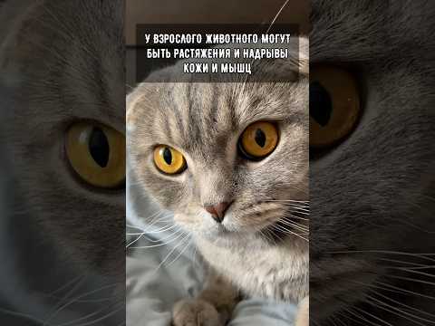 Нельзя брать кота ‘за шкирку’