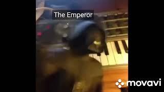 Amadeus Movie Vines