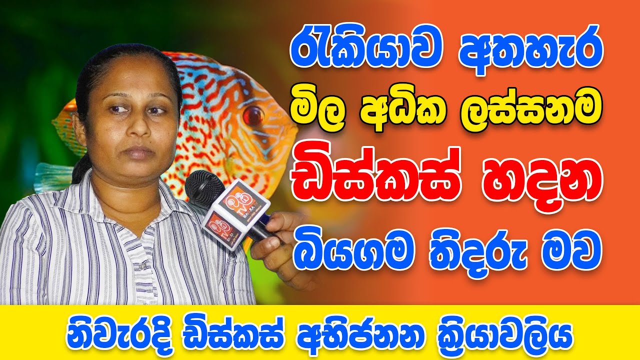 මිල අධික ඩිස්කස් මසුන් අභිජනනය මුල සිට අගට නිවැරදිව ඉගෙනගන්න -  Discus Breeding Process