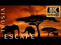 Africa Animals in 8K