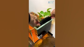 Lọc Thác Yee Pro Kết Hợp Trồng Cây Độc Lạ Cho Bể Cá #beca #locbeca #aquarium