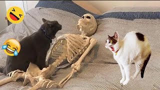 Hilarious Cats and DogsFunniest Animals 2024‍#2