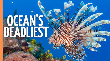 How Lionfish Became the Ocean