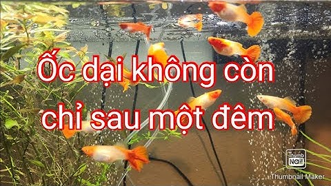 Cách tiêu diệt ốc dại trong hồ cá cảnh thủy sinh rất đơn giản chỉ sau một đêm.