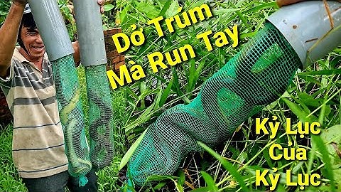 Hãi Hùng bầy lươn chen vào trúm. Ống nào củng đầy lươn | Săn bắt SÓC TRĂNG |