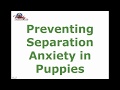 Preventing Separation Anxiety in Puppies | Top Tips Preventing Separation Anxiety in Puppies | Top Tips