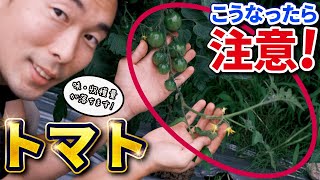 【トマト栽培】この状態になったら注意【葉が実から出る】