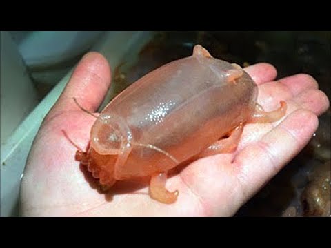 The Most Fascinating Facts About the Sea Pig!