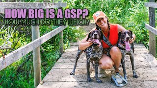 How big is a German Shorthair? How much does a GSP weigh? by Tammy Bashore 3,417 views 1 year ago 3 minutes, 59 seconds