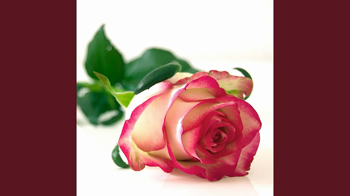 Rosa Peththa - Indrachapa Liyanage