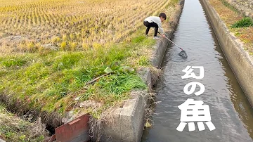 森こんにゃく
